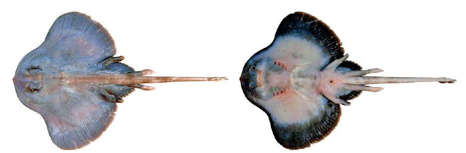 Neoraja caerulea_03.jpg